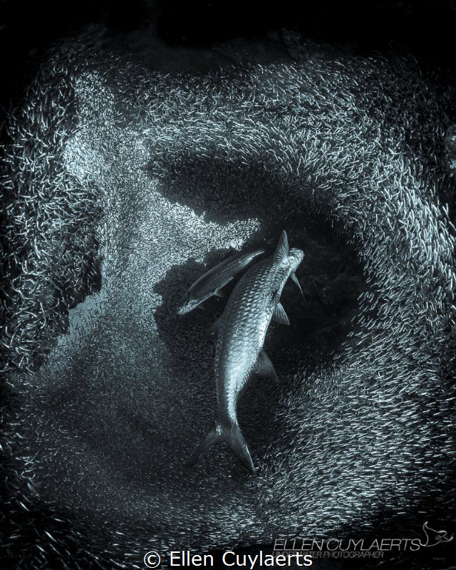 "Swirl" by Ellen Cuylaerts 