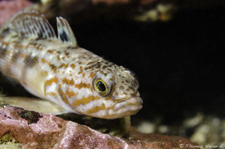 Taken in patagonia fjord, XI region.
Patagonotothen sp. by Thomas Heran 
