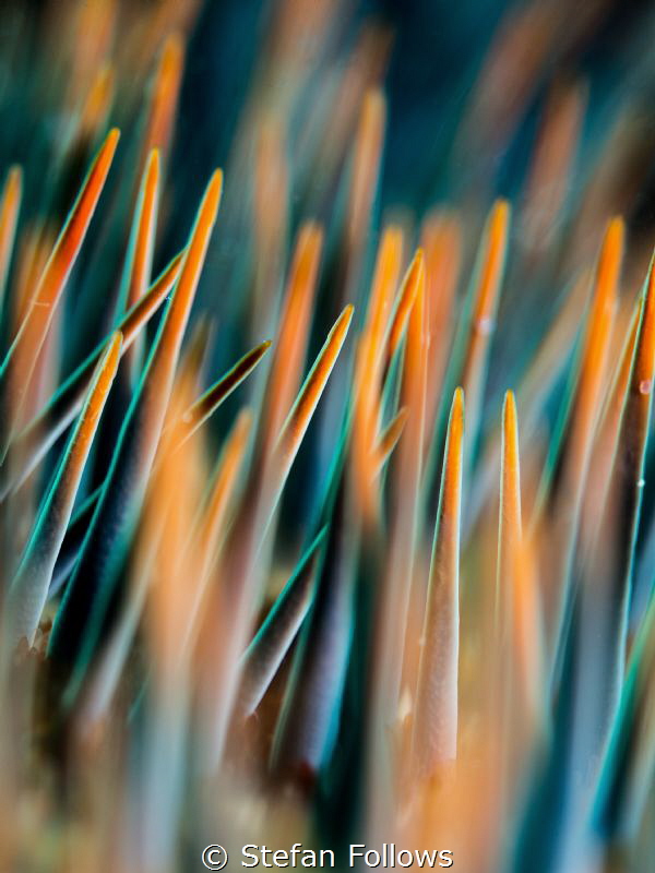 Spellbound ... ! Crown of Thorns - Ancanthaster planci. K... by Stefan Follows 