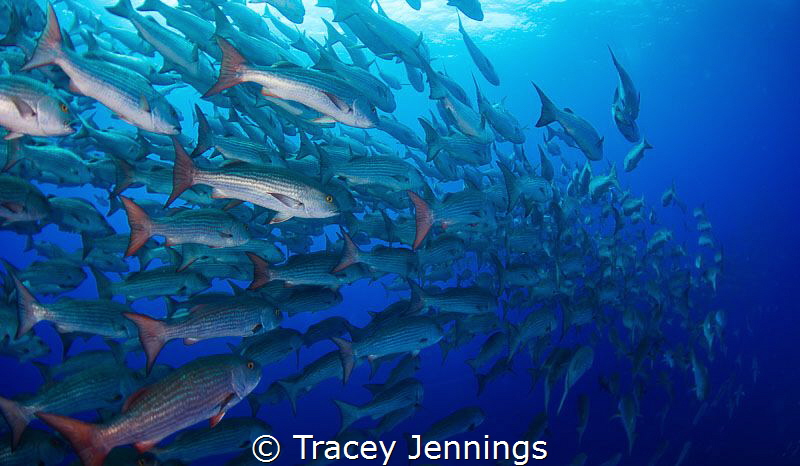 Follow my leader by Tracey Jennings 