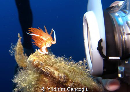 Posing Nudi. UW Studio sets and Godiva starts to dance an... by Yildirim Gencoglu 