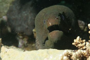 Gray morray eel by Richard Goluch 