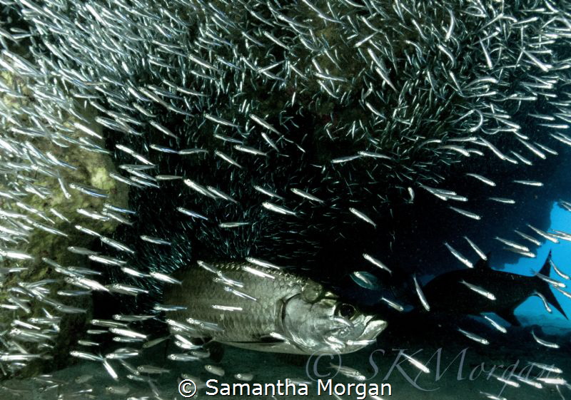 "From the Shadows" - Silversides and Tarpon by Samantha Morgan 