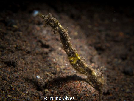 Seahorse in Seraya by Nuno Alves 
