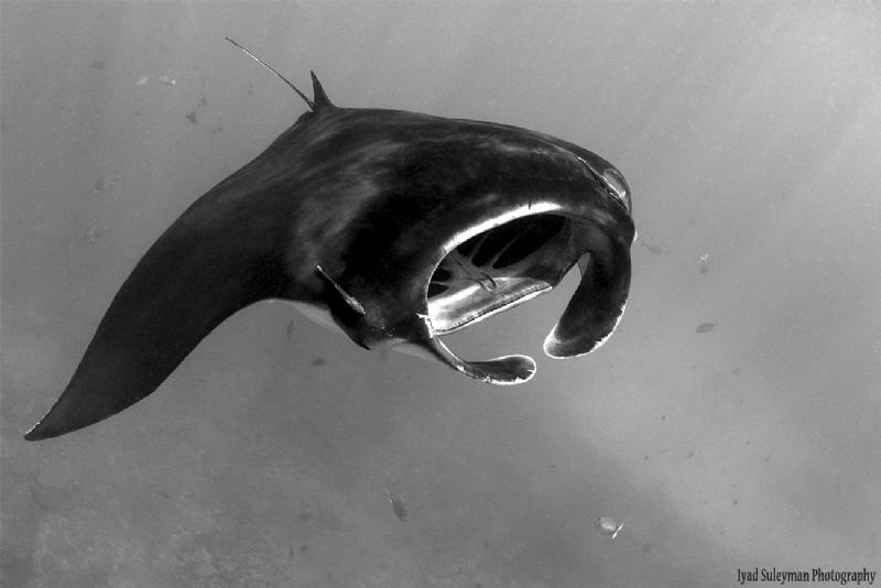 Manta Ray, Nusa Penida by Iyad Suleyman 