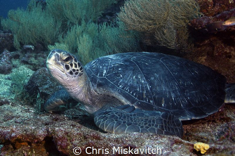 Turtle - Galapagos by Chris Miskavitch 