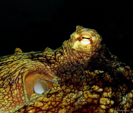 Common Octopus (Octopus vulgaris)
St Lucia by Henley Spiers 