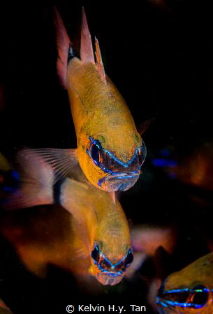 Cardinal In The Ring Of Fire ! by Kelvin H.y. Tan 