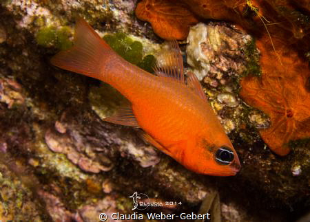 simply red........ Apogon imberbis by Claudia Weber-Gebert 