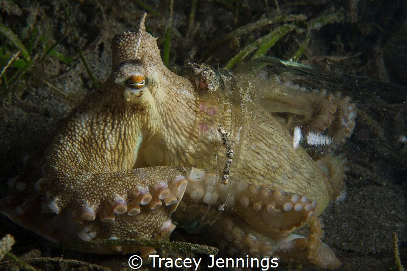 Octopus in a jam jar by Tracey Jennings 