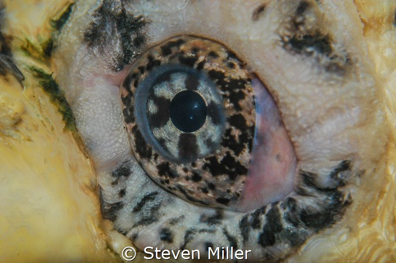 Guess the eye :-) by Steven Miller 