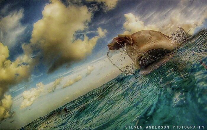 Breakfast with the Lemon Sharks at Tiger Beach -Bahamas by Steven Anderson 