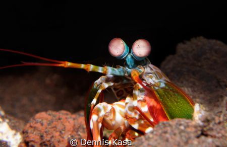 little smasher by Dennis Kasa 