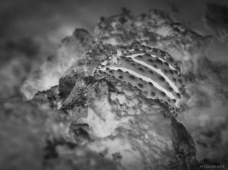 different impression of a nudi by Kf Leong 