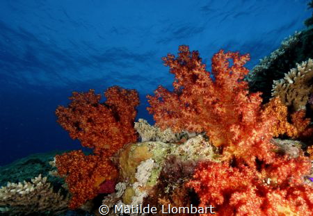 Coral blando by Matilde Llombart 