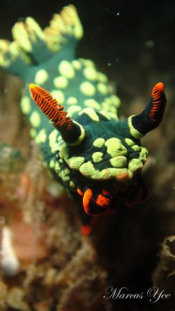 Subject : Nembrotha kubaryana
How : Im using Close focus... by Marcus Yee 
