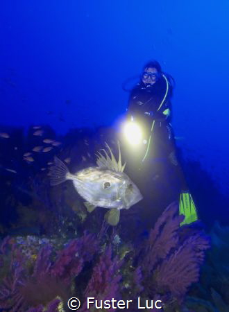 A big fella John Dory, this one around 2kg for 50cm lengt... by Fuster Luc 
