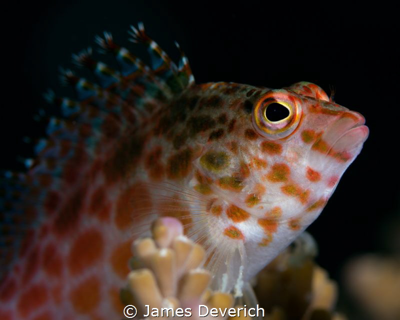 Just a simple portrait / The Hawk Fish by James Deverich 