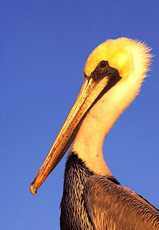 Sea of Cortez Pelican. D2x 70-200 zoom.
Apparently, his ... by Rand Mcmeins 