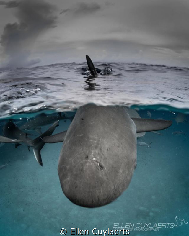 "Do you love me" Tige beach shark at surface shot by Ellen Cuylaerts 
