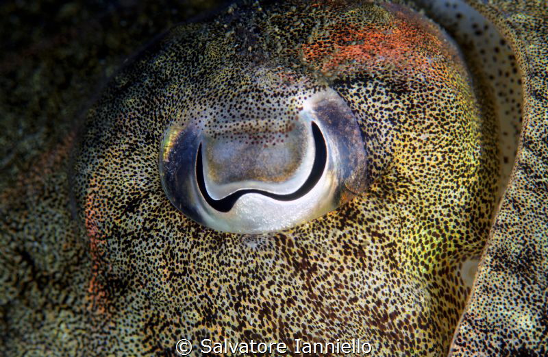 Eye by Salvatore Ianniello 