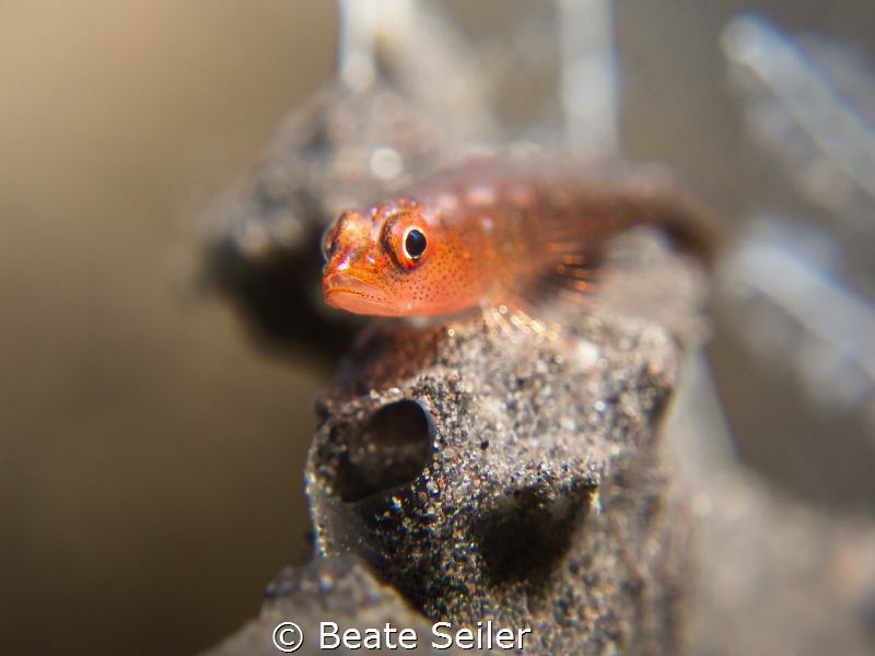 small goby by Beate Seiler 