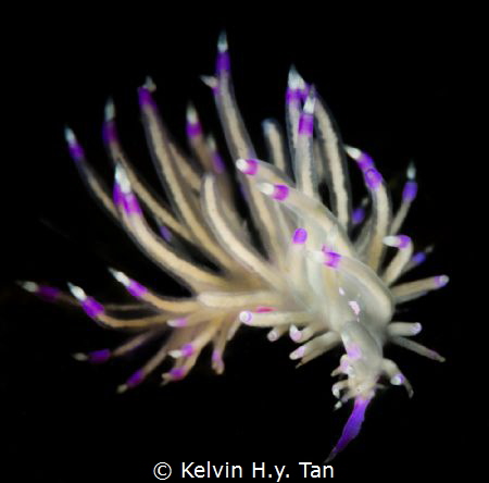 White Petals by Kelvin H.y. Tan 