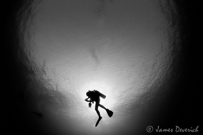 Diver eclipse / Silhouette and Snell's window. by James Deverich 