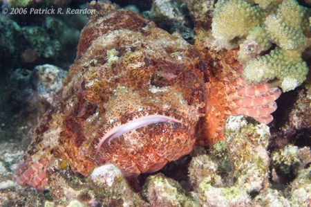 Portrait of a Titan Scorpion. Maui, Hawaii. D100 and 105 ... by Patrick Reardon 