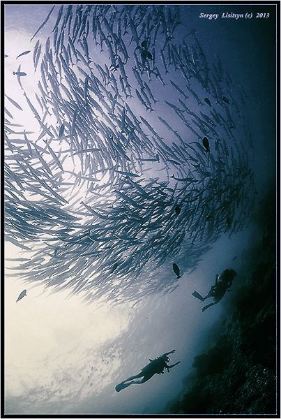 Barracuda Point. Sipadan island. by Sergey Lisitsyn 