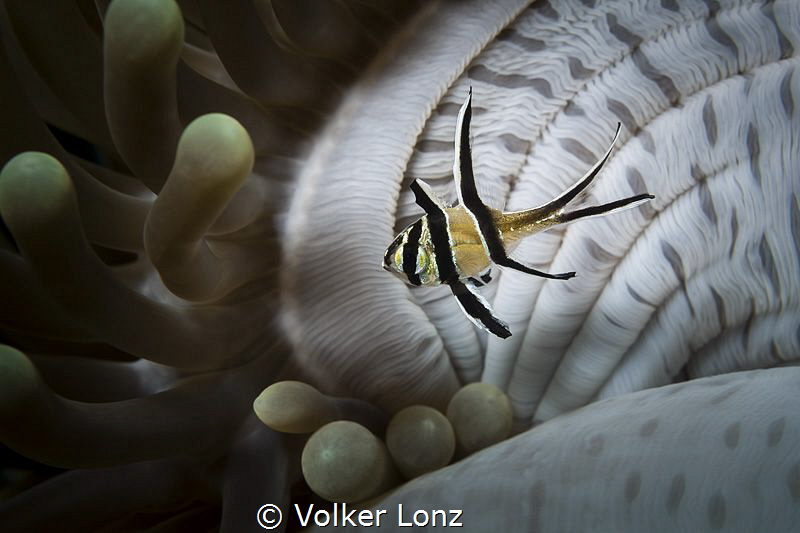 Banggai cardinalfish by Volker Lonz 