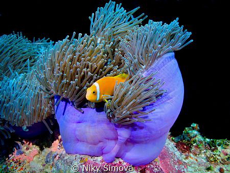 Clown fish by Niky Šímová 