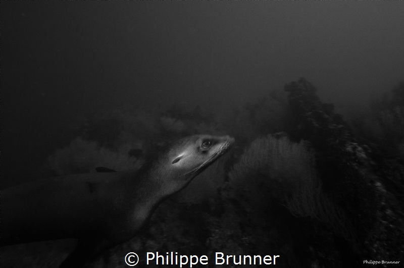 Sea lion by Philippe Brunner 