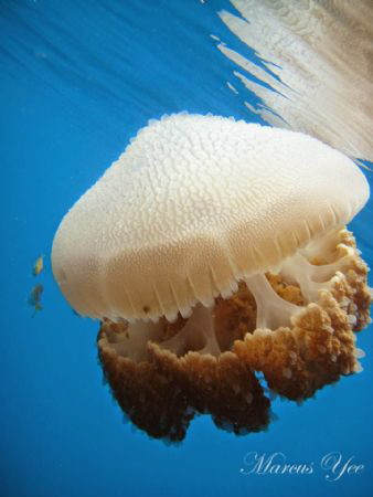 Subject : Jelly Jelly
How : Im using Close focus enabled... by Marcus Yee 