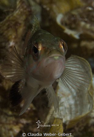 portrait - face to face... by Claudia Weber-Gebert 