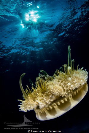 [:b:]Andromeda jellyfish[:/b:] by Francesco Pacienza 