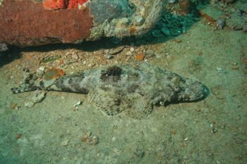 Crocodile Fish on the deck of Thisslgorm by Richard Goluch 