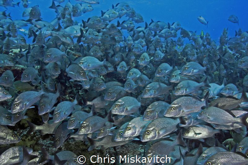 Ever feel like you're being watched??!! by Chris Miskavitch 