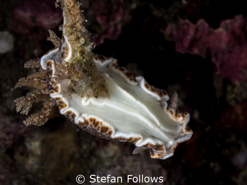 Go home Nudi ... your drunk ... ! Nudibranch - Chromodori... by Stefan Follows 