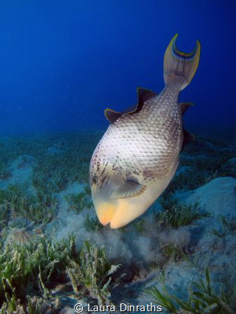 Yellowmargin Triggerfish, Abu Dabbab by Laura Dinraths 