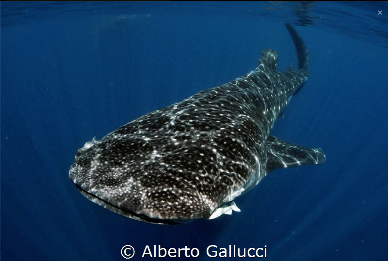 Whale shark by Alberto Gallucci 