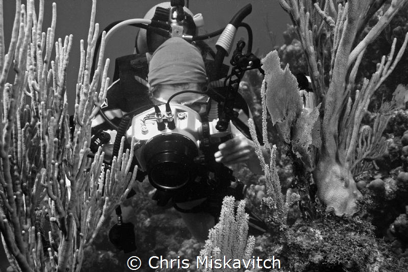 Diver shooting images by Chris Miskavitch 