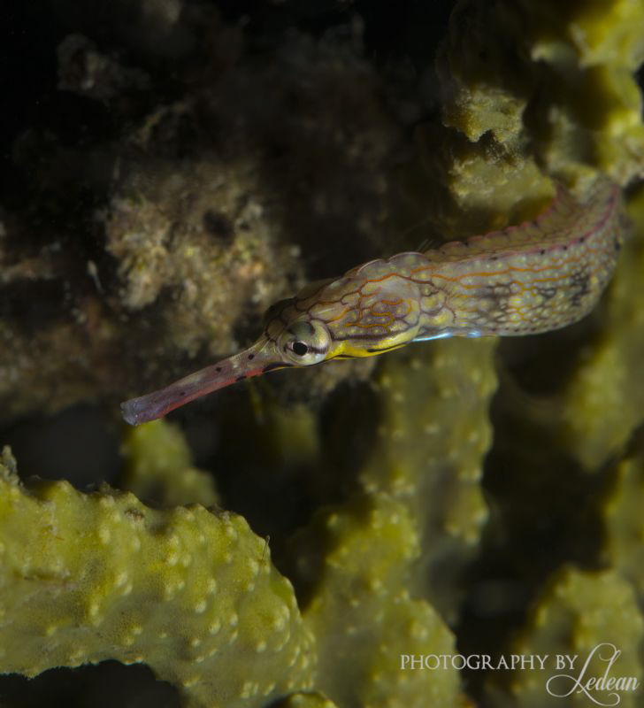 Dragons are real! April 2014 Philippines by Ledean Paden 