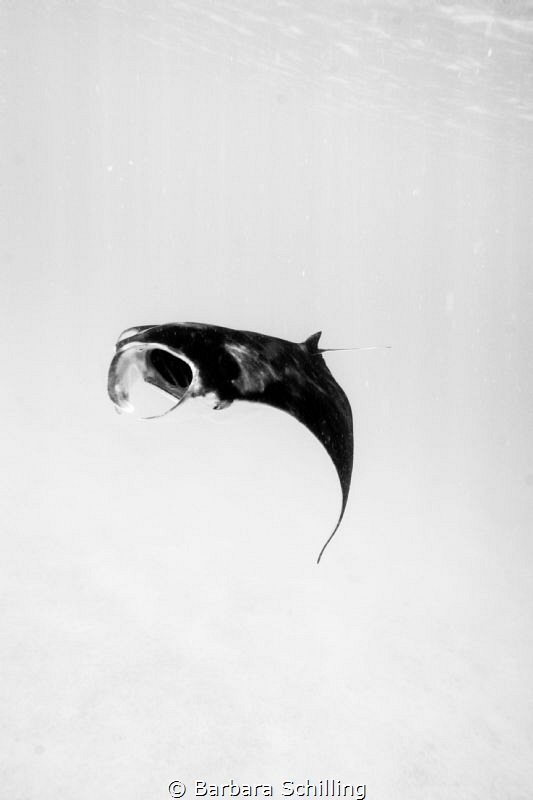 Manta dance by Barbara Schilling 