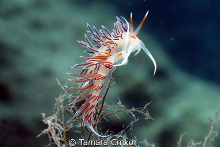 cratena peregrina/ Location: Mljet, Croatia by Tamara Crnko 