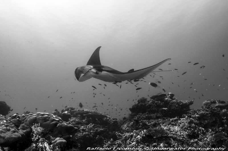 Mantaray at cleaning station by Raffaele Livornese 