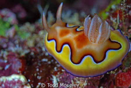 Nudibranch Misool house reef 2 by Todd Moseley 