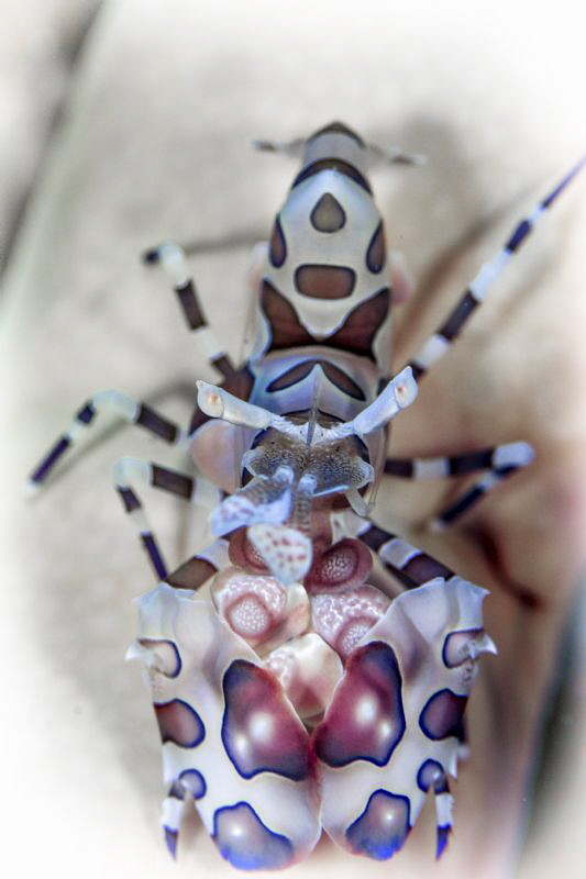 Harlekin on white seastar by Doris Vierkötter 