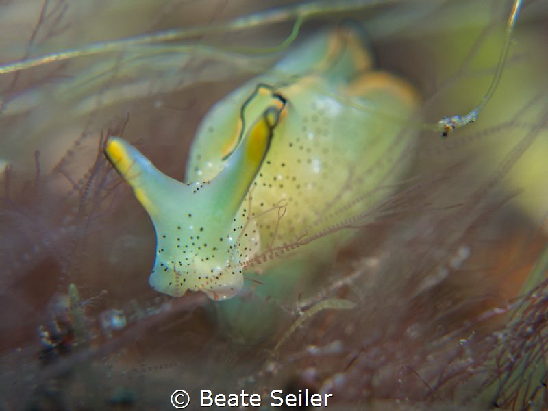 Slug by Beate Seiler 