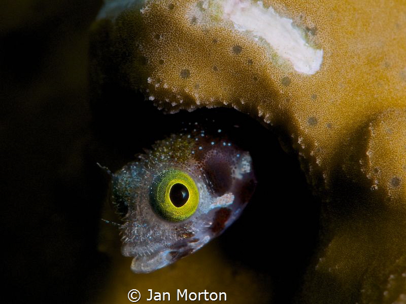 Secretary Blenny Face
 by Jan Morton 